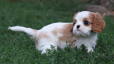 Les chiots de Cavalier King Charles Spaniel