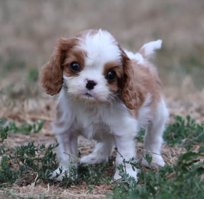 Les chiots de Cavalier King Charles Spaniel