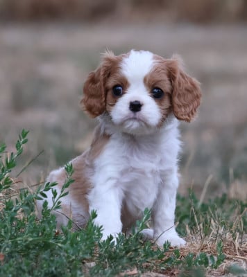 Les chiots de Cavalier King Charles Spaniel