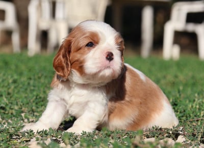 Les chiots de Cavalier King Charles Spaniel