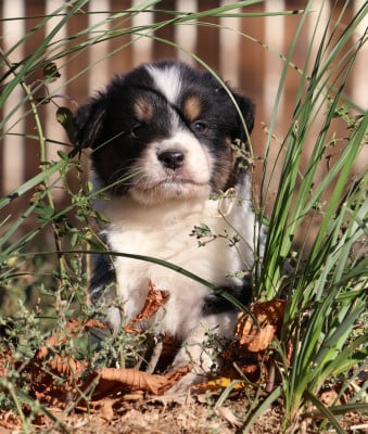 Les chiots de Berger Australien