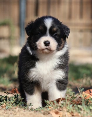 Les chiots de Berger Australien