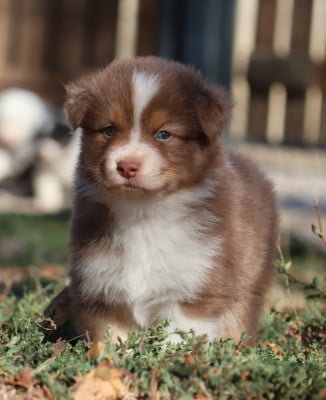 Les chiots de Berger Australien