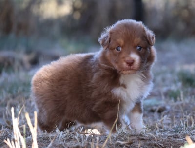 Les chiots de Berger Australien