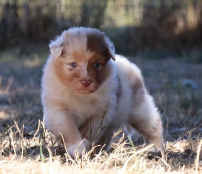 Les chiots de Berger Australien