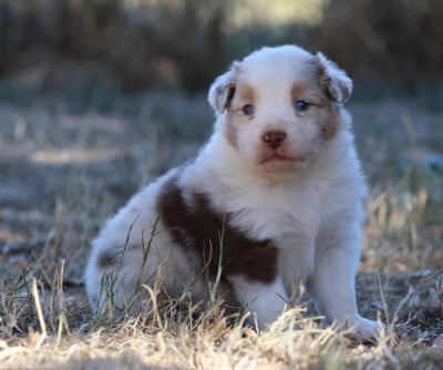 Les chiots de Berger Australien