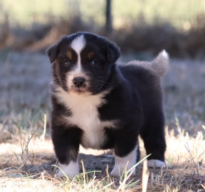 Les chiots de Berger Australien