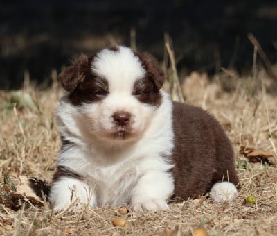 Les chiots de Berger Australien