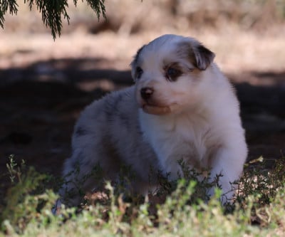 Les chiots de Berger Australien