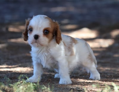 Les chiots de Cavalier King Charles Spaniel