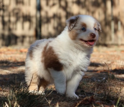 Les chiots de Berger Australien