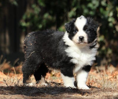Les chiots de Berger Australien
