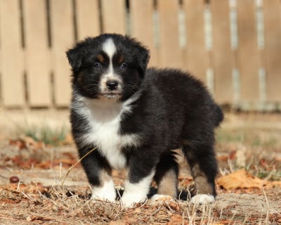 Les chiots de Berger Australien