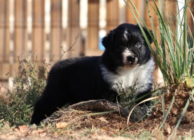 Les chiots de Berger Australien