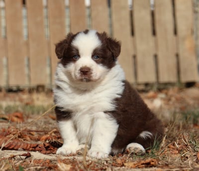 Les chiots de Berger Australien