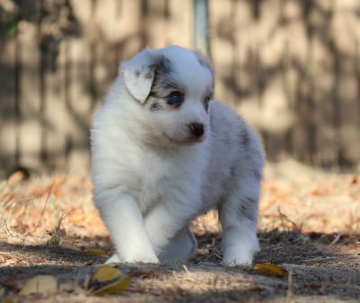 Les chiots de Berger Australien