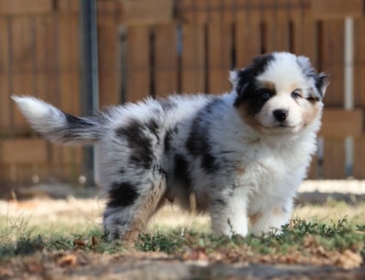 Les chiots de Berger Australien