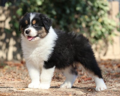 Les chiots de Berger Australien