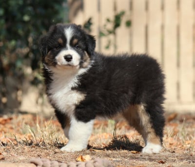 Les chiots de Berger Australien