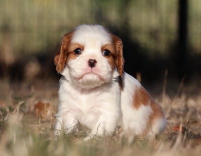 Les chiots de Cavalier King Charles Spaniel