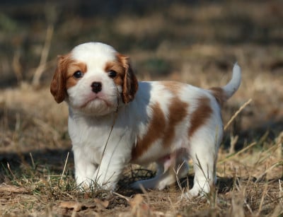 Les chiots de Cavalier King Charles Spaniel