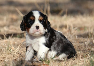 Les chiots de Cavalier King Charles Spaniel