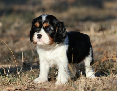 Les chiots de Cavalier King Charles Spaniel