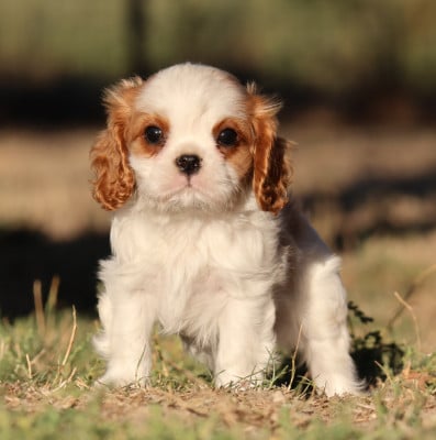 Les chiots de Cavalier King Charles Spaniel
