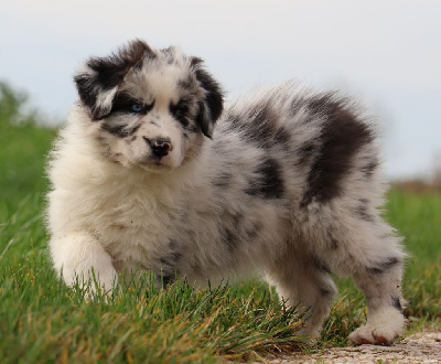 Les chiots de Berger Australien