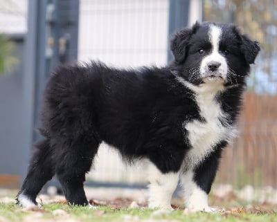 Les chiots de Berger Australien