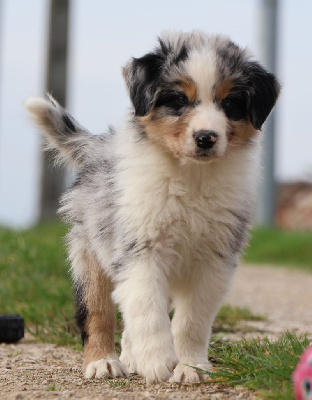 Les chiots de Berger Australien