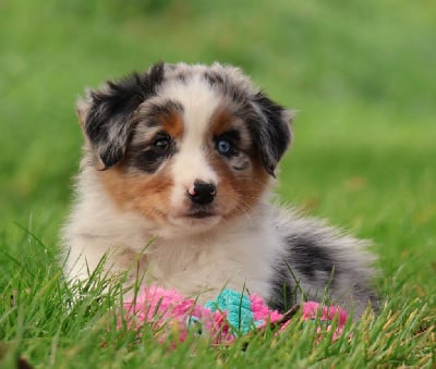 Les chiots de Berger Australien