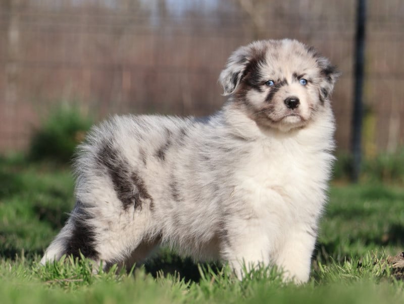 Berger Australien - Des Collines d'Iowa