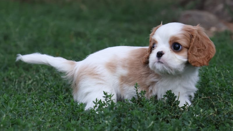 Cavalier King Charles Spaniel - Des Collines d'Iowa