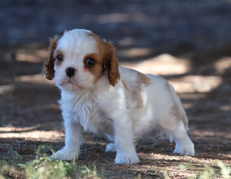 Cavalier King Charles Spaniel - Des Collines d'Iowa