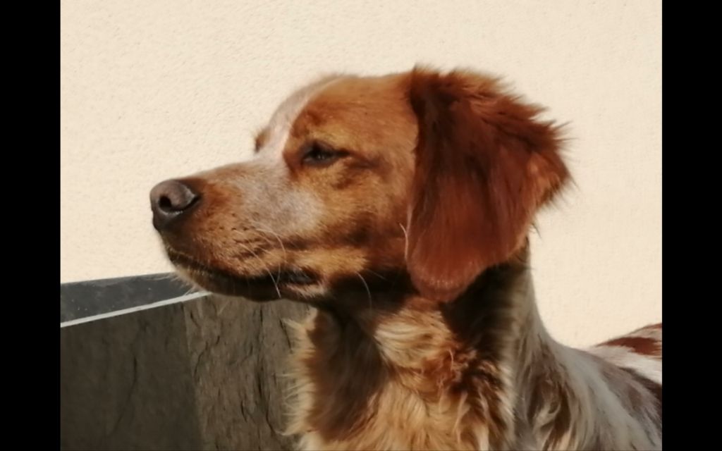 Publication : Des Plaines De La Garde Auteur : des plaines de la garde