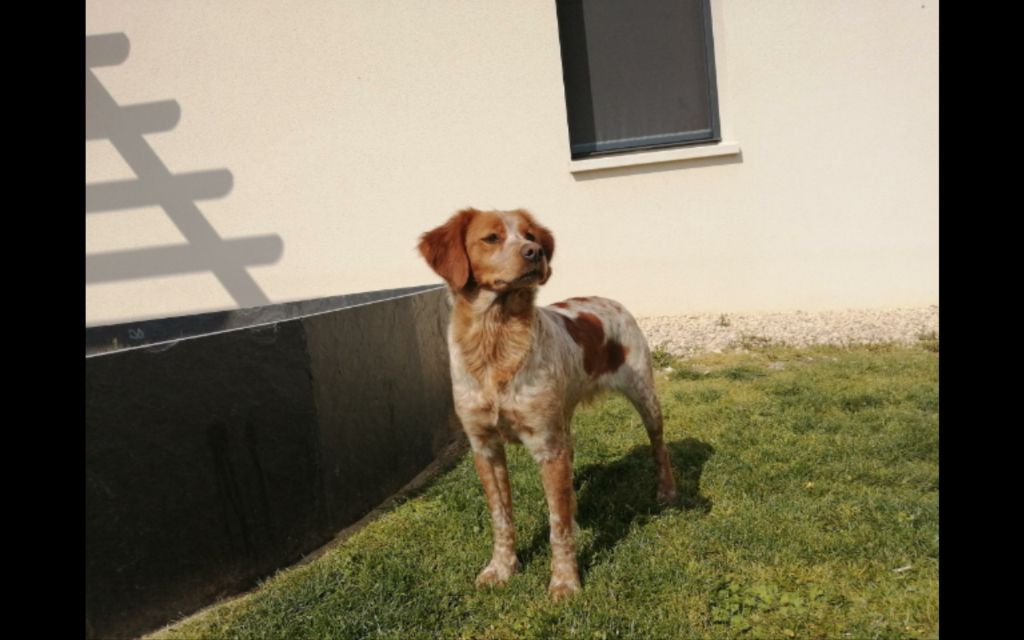 Publication : Des Plaines De La Garde Auteur : des plaines de la garde