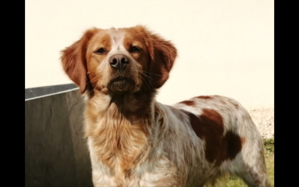 Publication : Des Plaines De La Garde Auteur : des plaines de la garde