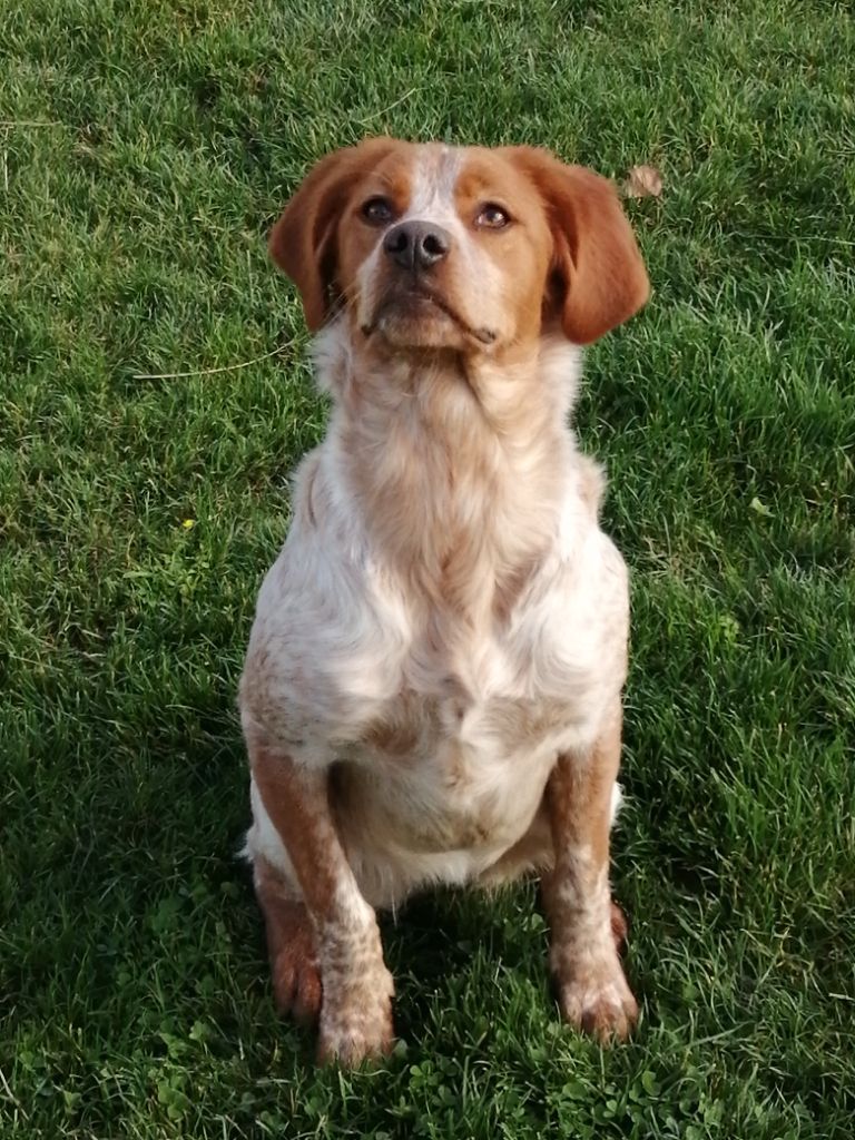 Publication : Des Plaines De La Garde Auteur : des plaines de la garde