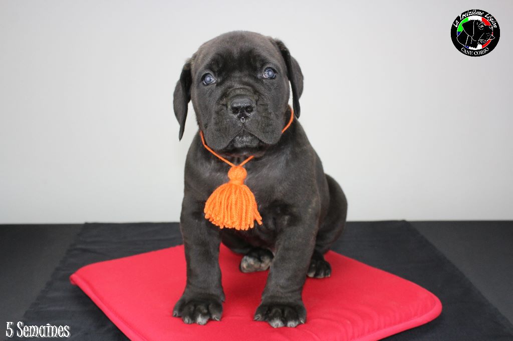 Chiot Cane Corso, femelle disponible en Pays de la Loire