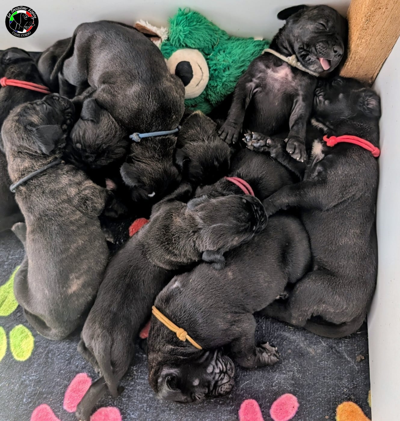 Cane Corso - De la Treizieme Legion