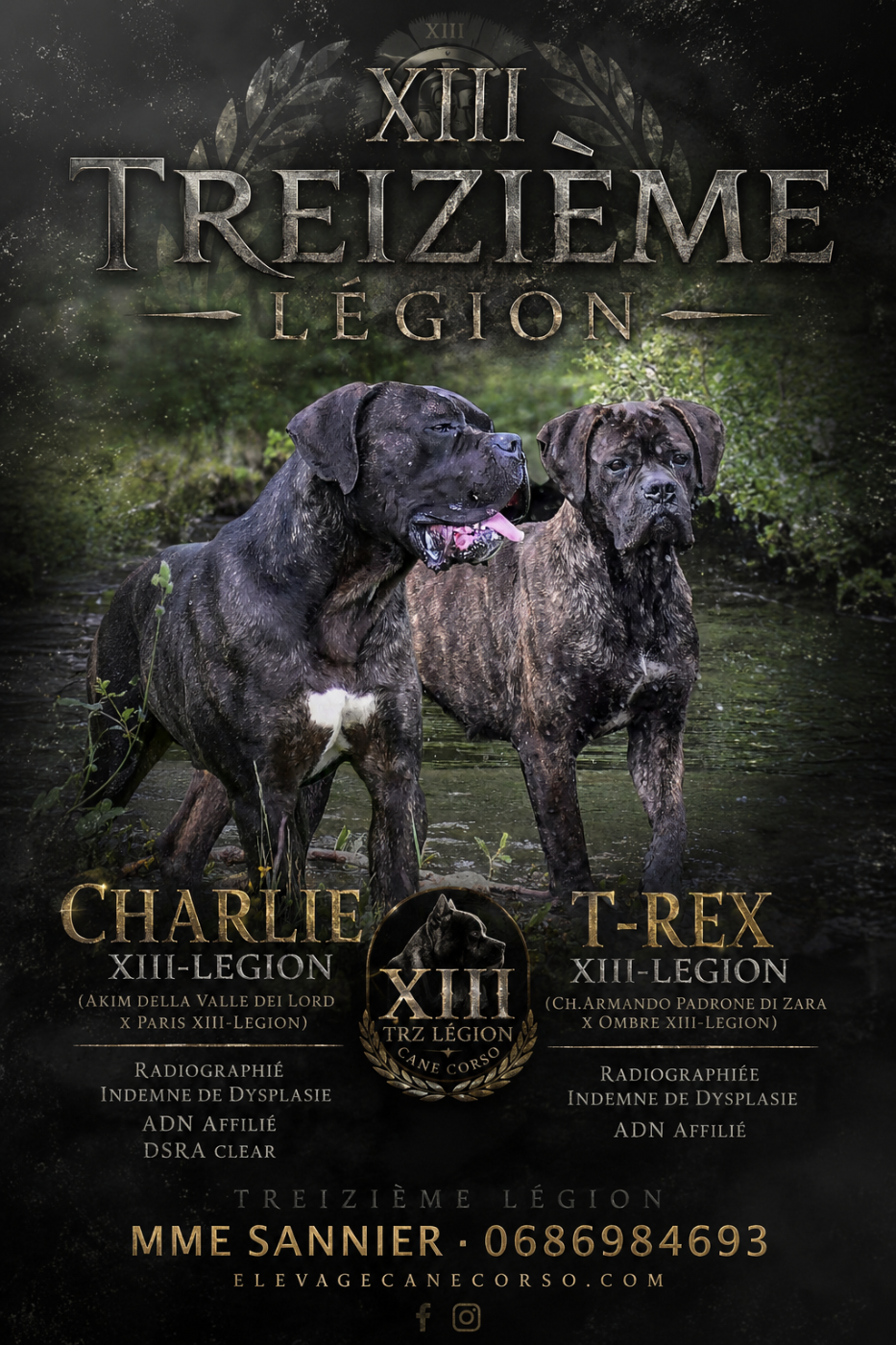 Cane Corso - De la Treizieme Legion