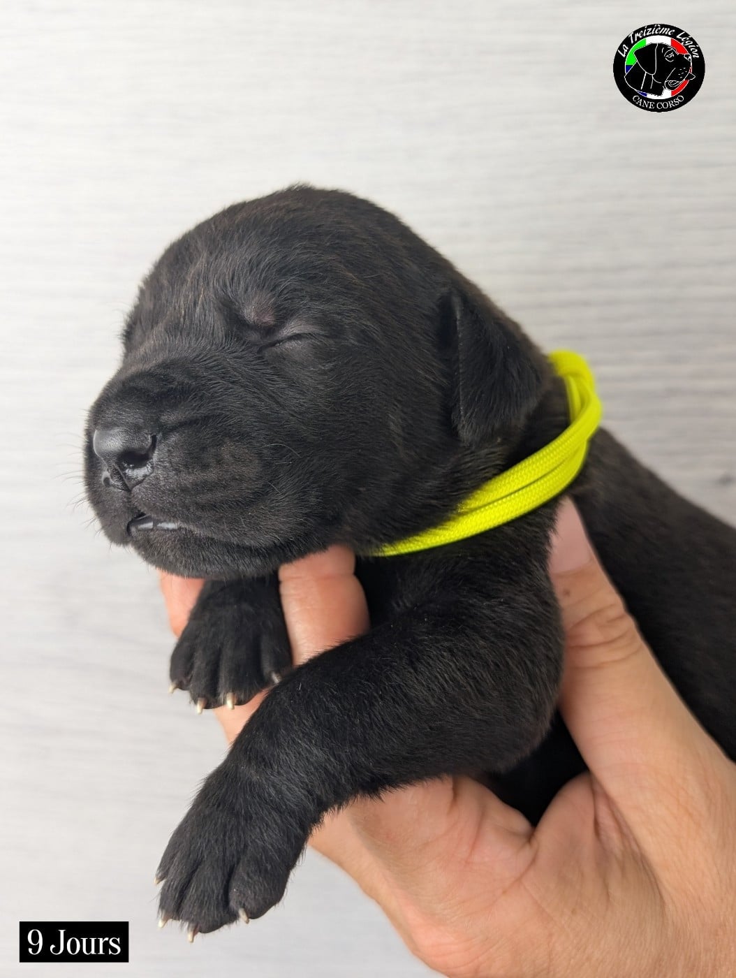 Collier Jaune Fluo