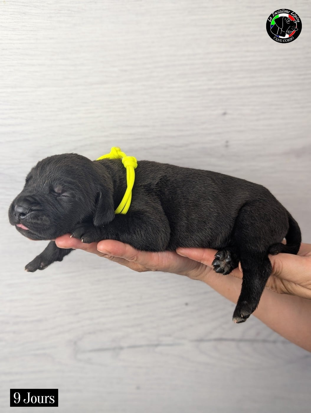 Collier Jaune Fluo
