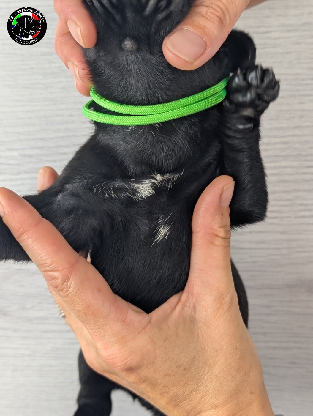 Collier Vert Fluo