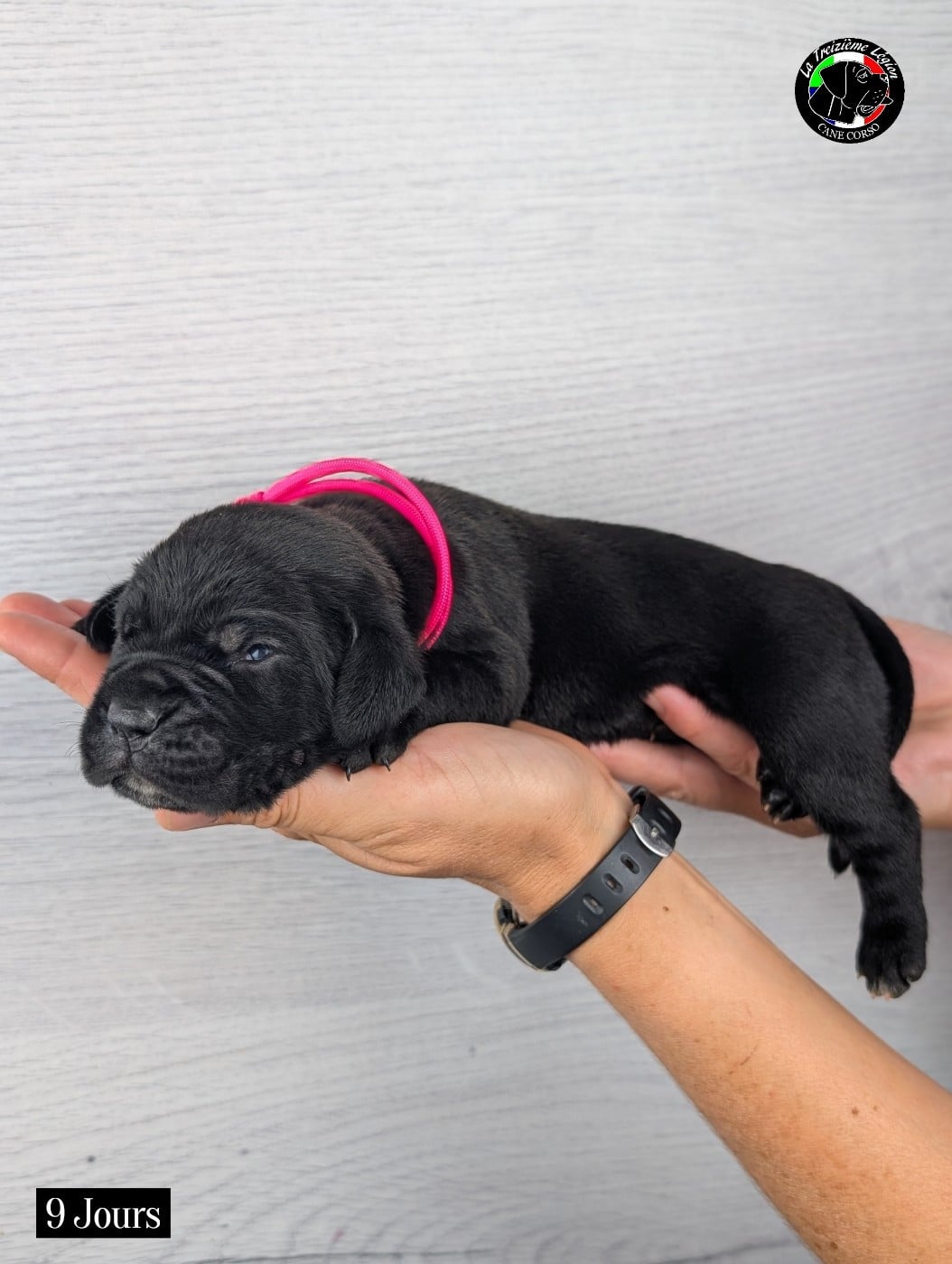 Collier Rose Fluo
