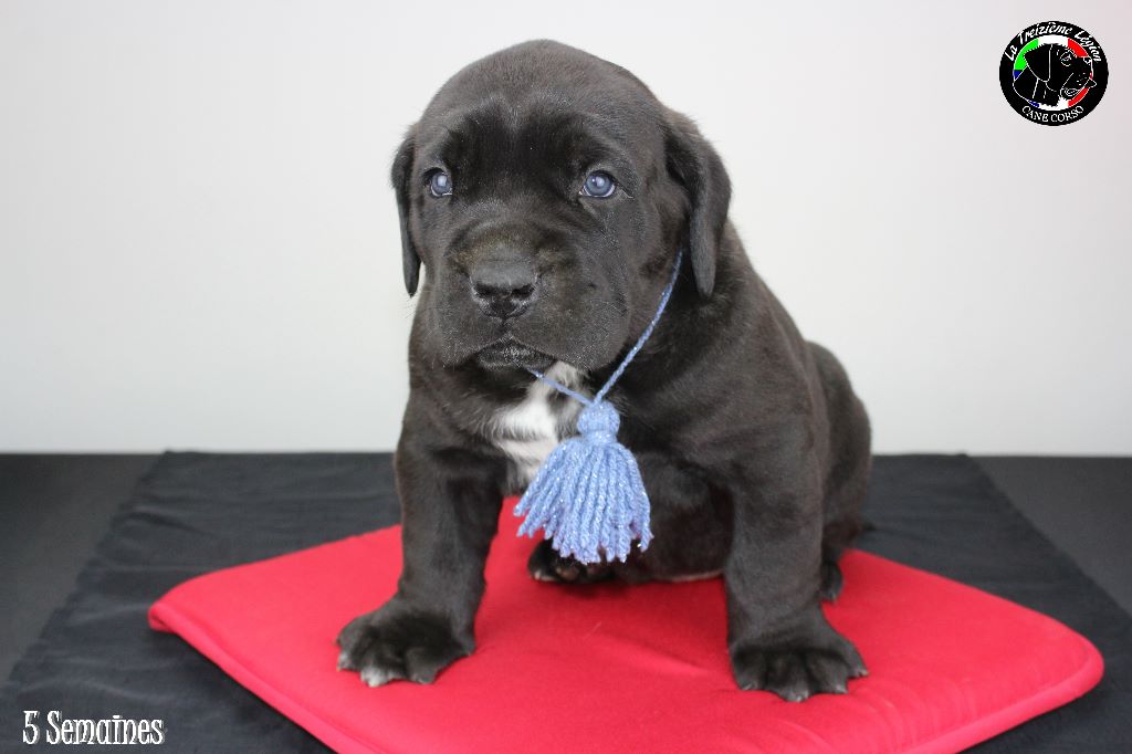 Chiot Cane Corso, femelle disponible en Pays de la Loire