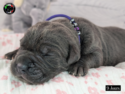 Les chiots de Cane Corso