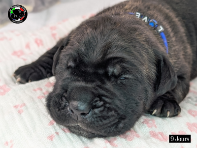 Les chiots de Cane Corso