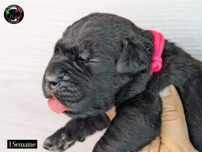 Les chiots de Cane Corso